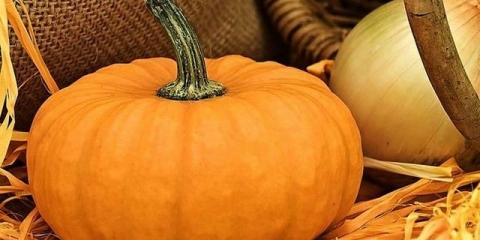 Kada posaditi bundevu u otvoreno tlo